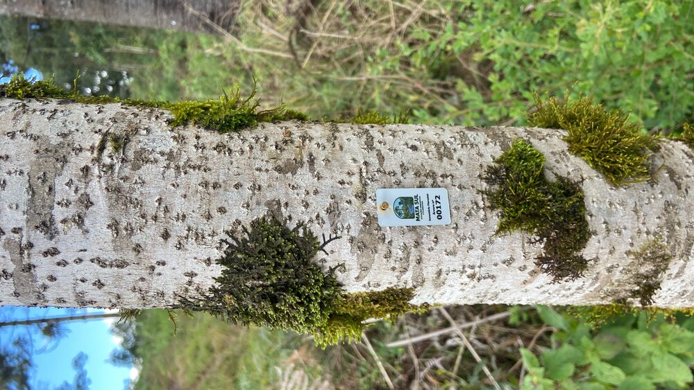 Etiqueta de identificação individual da Mata Sul fixada em árvore de inventário