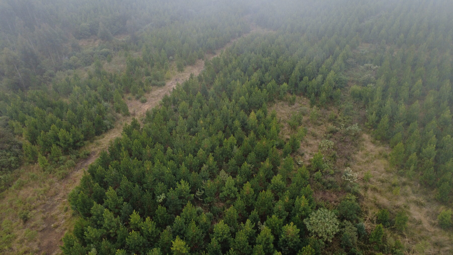 Talhão de pinus na neblina da manhã